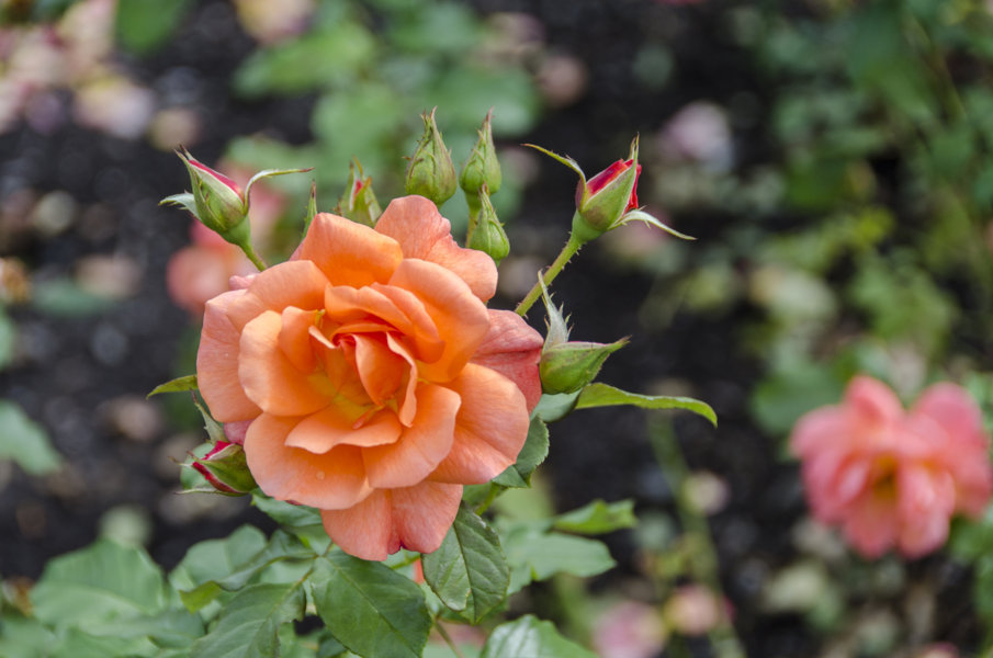Rosa naranja - Oslo - Noruega